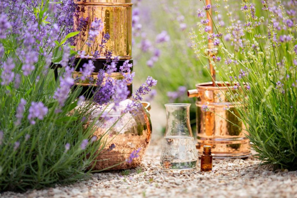 Lavande - focus sur la distillation à façon