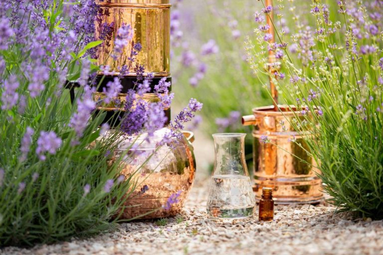 Lavande - focus sur la distillation à façon