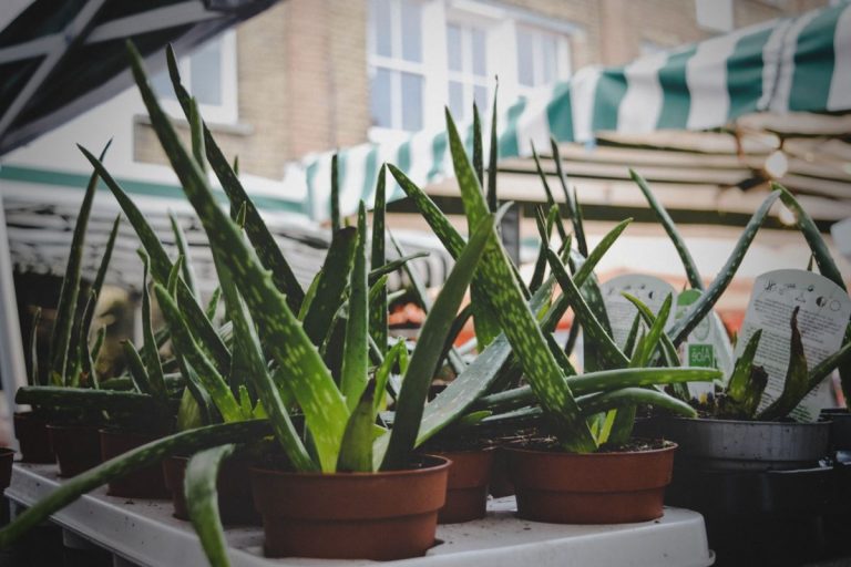 Les bienfaits de l'aloe vera pour votre corps