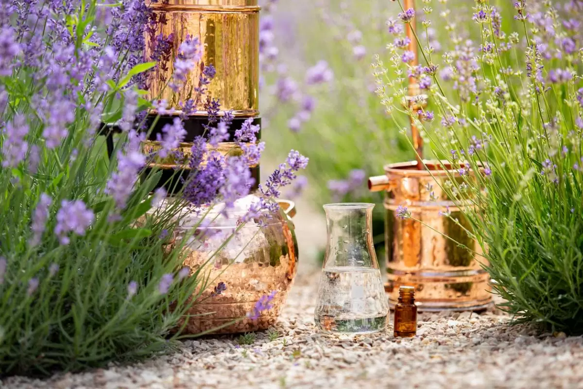 Lavande - focus sur la distillation à façon